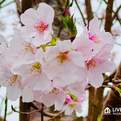 桜の季節あっという間に過ぎていく｜庭に桜の木を植えるのはお勧めできない｜宮崎の注文住宅